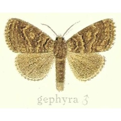 /filer/webapps/moths/media/images/G/gephyra_Dasychira_HT_Hering_23h.jpg