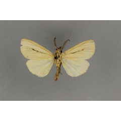 /filer/webapps/moths/media/images/R/rothi_Estigmene_LT_BMNH.jpg