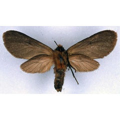 /filer/webapps/moths/media/images/M/margaretha_Metarctia_PT_BMNH_02.jpg