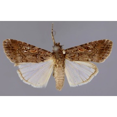 /filer/webapps/moths/media/images/E/exigua_Spodoptera_A_RMCA_01.jpg