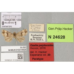 /filer/webapps/moths/media/images/P/perplexoides_Ozarba_PTM_BMNH_01a.jpg