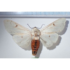 /filer/webapps/moths/media/images/V/virginalis_Detoulgoetia_AM_Bippus.jpg