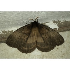 /filer/webapps/moths/media/images/T/tantalus_Tantaliana_AM_Jones.jpg
