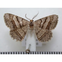 /filer/webapps/moths/media/images/E/exerraria_Isturgia_A_Revell.jpg