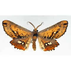 /filer/webapps/moths/media/images/P/poecilaria_Coenina_AM_TMSA.jpg