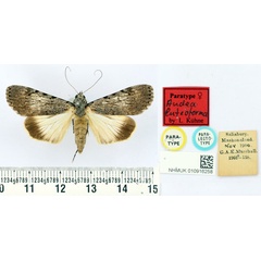 /filer/webapps/moths/media/images/L/luteoforma_Audea_PT_BMNH.jpg