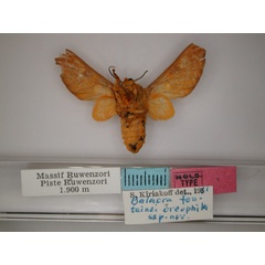 /filer/webapps/moths/media/images/O/oreophila_Balacra_HT_RMCA_02.jpg