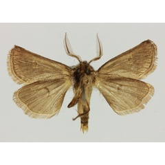 /filer/webapps/moths/media/images/A/achrorophilus_Eucladodes_HT_MNHNb.jpg
