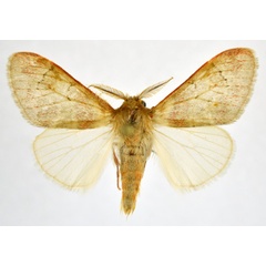 /filer/webapps/moths/media/images/M/macarthuri_Rhypopteryx_AM_NHMO.jpg