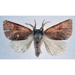 /filer/webapps/moths/media/images/V/violacearia_Clostera_AM_NHMO.jpg