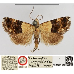 /filer/webapps/moths/media/images/A/argyrostrota_Eulocastra_HT_NHMUK.jpg