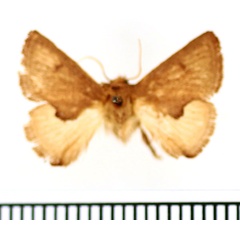 /filer/webapps/moths/media/images/R/rufa_Trachyptena_AM_BMNH.jpg