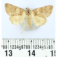 /filer/webapps/moths/media/images/F/fasciolata_Tytroca_AM_BMNH.jpg
