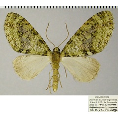 /filer/webapps/moths/media/images/V/veninotata_Lobidiopteryx_AF_ZSM.jpg