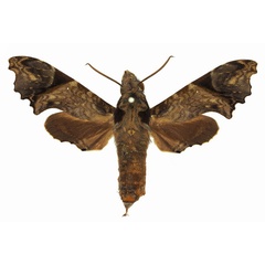 /filer/webapps/moths/media/images/W/wollastoni_Temnora_AF_Basquin.jpg