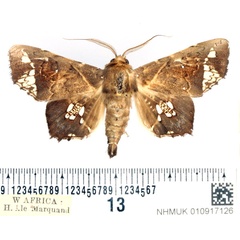 /filer/webapps/moths/media/images/L/lamprima_Episparis_AM_BMNH_02.jpg