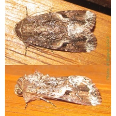 /filer/webapps/moths/media/images/M/mauritia_Spodoptera_A_Bippus.jpg