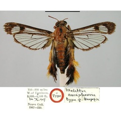 /filer/webapps/moths/media/images/A/auriplumia_Melittia_HT_BMNH.jpg