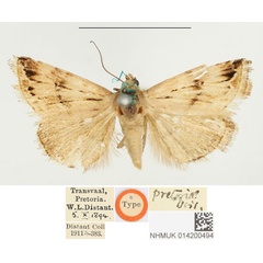 /filer/webapps/moths/media/images/P/pretoriae_Eublemma_HT_BMNH.jpg