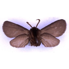 /filer/webapps/moths/media/images/S/subnigra_Metarctia_HT_BMNH_02.jpg