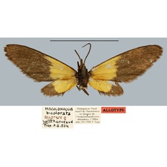 /filer/webapps/moths/media/images/B/bicolorata_Maculonaclia_AT_MNHN.jpg