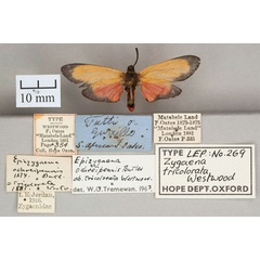 /filer/webapps/moths/media/images/T/tricolorata_Zygaena_HT_OUMNH_02.jpg
