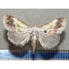 /filer/webapps/moths/media/images/P/purpurascens_Negeta_A_Goff_01.jpg