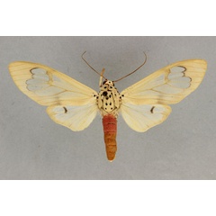 /filer/webapps/moths/media/images/S/saalmuelleri_Amerila_AF_BMNH.jpg
