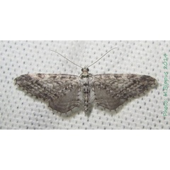 /filer/webapps/moths/media/images/G/graphiticata_Eupithecia_A_Bippus.jpg