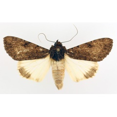 /filer/webapps/moths/media/images/P/phaeoleuca_Ulotrichopus_AF_TMSA_01.jpg