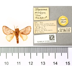 /filer/webapps/moths/media/images/D/diachrysa_Chrysamma_PT_BMNH.jpg