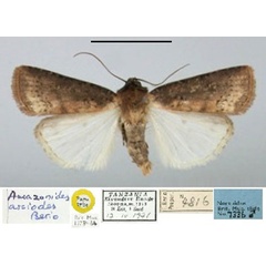 /filer/webapps/moths/media/images/A/asciodes_Amazonides_PT_BMNH.jpg