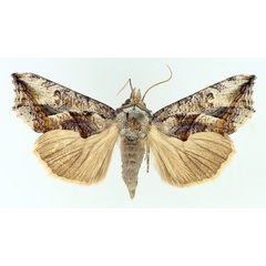 /filer/webapps/moths/media/images/A/albescens_Oraesia_AF_TMSA_01.jpg