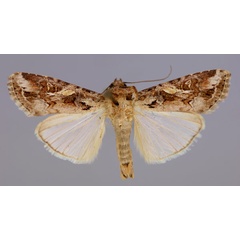 /filer/webapps/moths/media/images/E/exempta_Spodoptera_A_RMCA_01.jpg