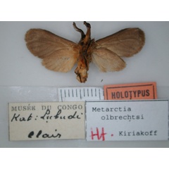 /filer/webapps/moths/media/images/O/olbrechtsi_Metarctia_HT_RMCA_02.jpg