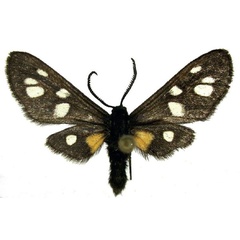 /filer/webapps/moths/media/images/A/atricornis_Asinusca_AM_deFreina_02.jpg