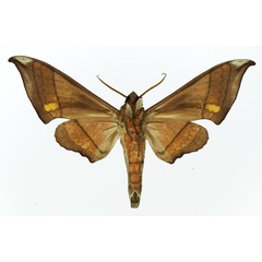 /filer/webapps/moths/media/images/T/trisecta_Polyptychus_AM_Basquin_02.jpg