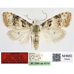 /filer/webapps/moths/media/images/V/vansoni_Nola_PT_NHMO_03.jpg