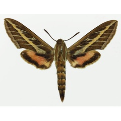 /filer/webapps/moths/media/images/L/livornica_Hyles_AM_Basquin_01a.jpg