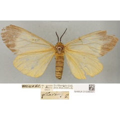 /filer/webapps/moths/media/images/F/flavens_Coenostegia_PLTF_BMNH.jpg