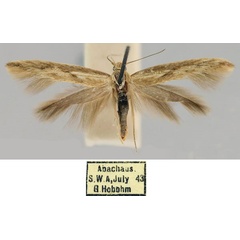 /filer/webapps/moths/media/images/A/abachausensis_Scythris_HT_TMSA.jpg