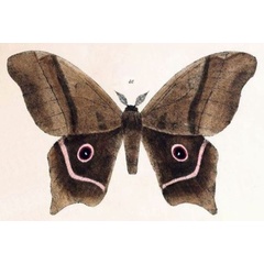 /filer/webapps/moths/media/images/D/deyrollei_Bunaea_AM_Maassen_80.jpg