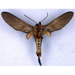 /filer/webapps/moths/media/images/L/lophuroides_Paramelisa_HT_BMNH_02.jpg