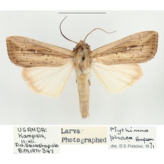 /filer/webapps/moths/media/images/P/phaea_Leucania_AM_BMNH_01.jpg