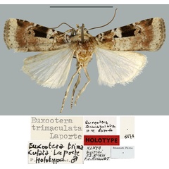 /filer/webapps/moths/media/images/T/trimaculata_Euxootera_HT_MNHN.jpg