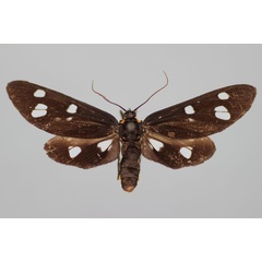 /filer/webapps/moths/media/images/L/luctuosa_Melanonaclia_HT_BMNH.jpg