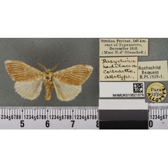 /filer/webapps/moths/media/images/H/hedilacea_Dasychira_AT_BMNHa.jpg