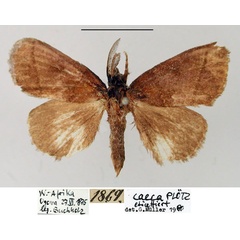 /filer/webapps/moths/media/images/C/caeca_Orgyia_HT_ZMHB.jpg