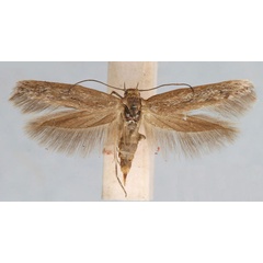 /filer/webapps/moths/media/images/C/chloraema_Haploscythris_AF_TMSA.jpg