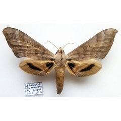 /filer/webapps/moths/media/images/C/comorana_Pseudoclanis_AF_Turlin.jpg
